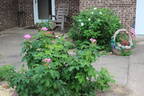 Sweet Hips rose photo