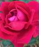 Strong Heart rose photo