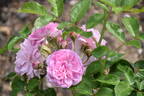 Lavender Lassie rose photo
