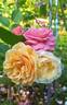 Lolabelle rose photo