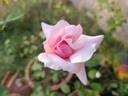 Jeanne Excoffier rose photo