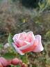 Princess Hohenzollern rose photo