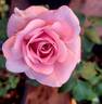 Pink French Lace rose photo