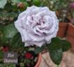 Blue Diamond rose photo