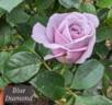 Blue Diamond rose photo