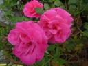 Melrose rose photo