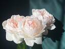 Love's Light rose photo