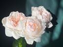 Love's Light rose photo