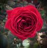 Strong Heart rose photo