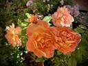 Rosie The Riveter ™ rose photo