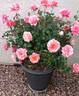 Jean Cocteau ® rose photo