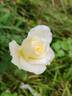 Alaska rose photo