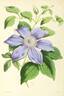 Reginae clematis photo