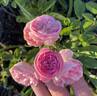 Morey's Pink rose photo