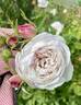 Coquette des Blanches rose photo