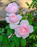 Chaucer rose photo