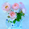 Chaucer rose photo