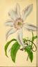 <i>C. patens</i> C. Morren. clematis photo