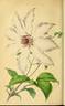 <i>C. patens</i> 'Sophia' clematis photo