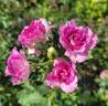 Lavender Crush ™ rose photo