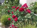 Valentine rose photo