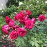 Valentine rose photo