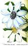 <i>C. patens</i> 'Sophia' clematis photo