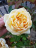 Golden Tower rose photo