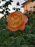 Topazio rose photo