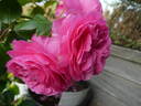 Baronesse rose photo