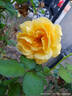 Buccaneer rose photo
