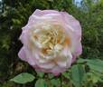 White Maman Cochet rose photo