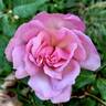 Madame Emilie Charron rose photo