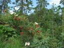 Ross Rambler rose photo