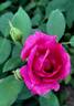 Taj Mahal rose photo