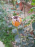 Sterling Silver rose photo