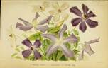 Clematis contorta clematis photo