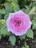 Enchanted Evening ™ rose photo