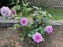 Enchanted Evening ™ rose photo