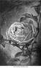François Michelon rose photo