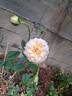 Amber Voluptia rose photo