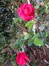 Le Grand Huit rose photo