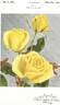 Kismet rose photo