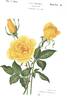 Mrs. Franklin D. Roosevelt rose photo