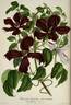 <i>C. guascoi</i> Hort. clematis photo