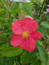 Ibisco rose photo