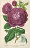 Reine des Violettes rose photo