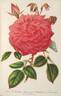 Souvenir de la Malmaison à fleurs roses rose photo