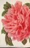 Madame Stuart Low peony photo