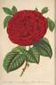 Duchesse de Médina-Coeli rose photo